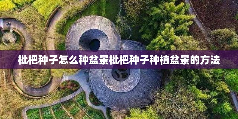 枇杷种子怎么种盆景枇杷种子种植盆景的方法