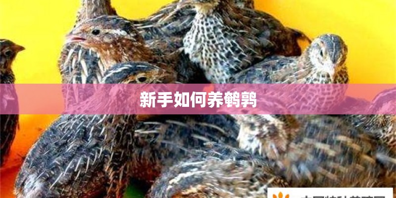 新手如何养鹌鹑