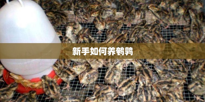 新手如何养鹌鹑