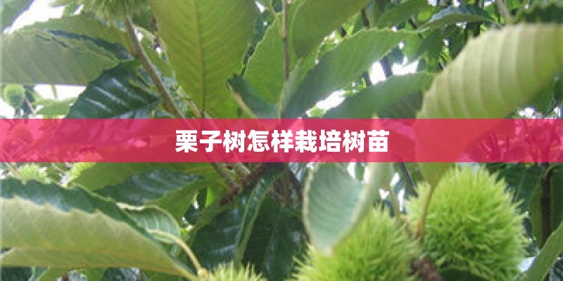 栗子树怎样栽培树苗 栗子树怎样栽培树苗