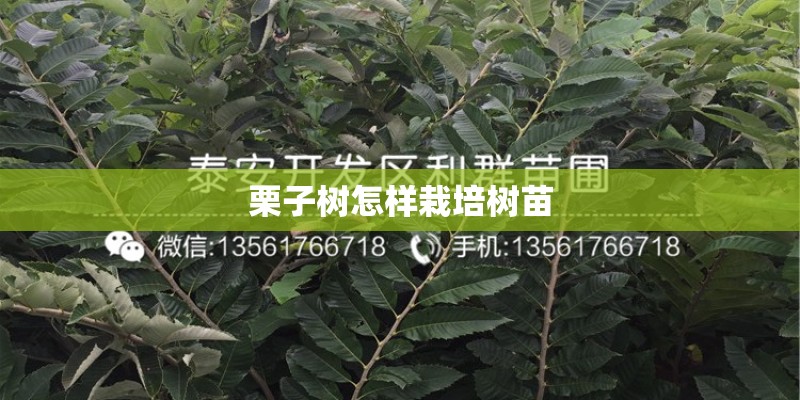 栗子树怎样栽培树苗 栗子树怎样栽培树苗