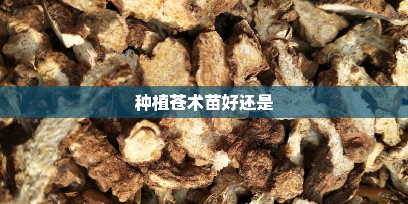 种植苍术苗好还是 种植苍术苗好还是