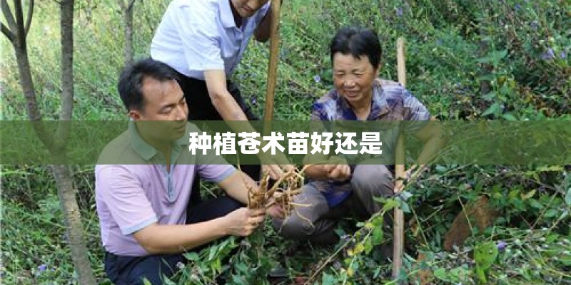 种植苍术苗好还是 种植苍术苗好还是