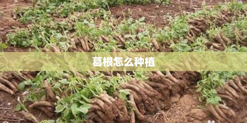 葛根怎么种植