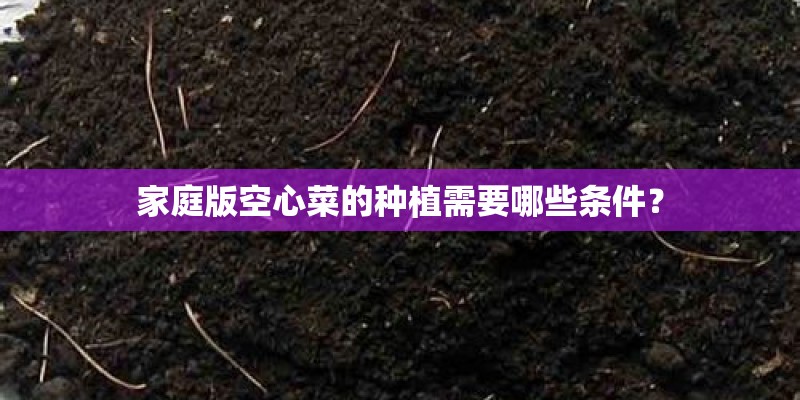 家庭版空心菜的种植需要哪些条件？