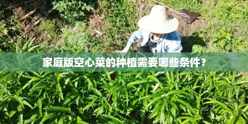 家庭版空心菜的种植需要哪些条件？