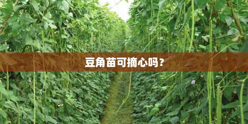 梦见种了很多黑木尔的预兆
