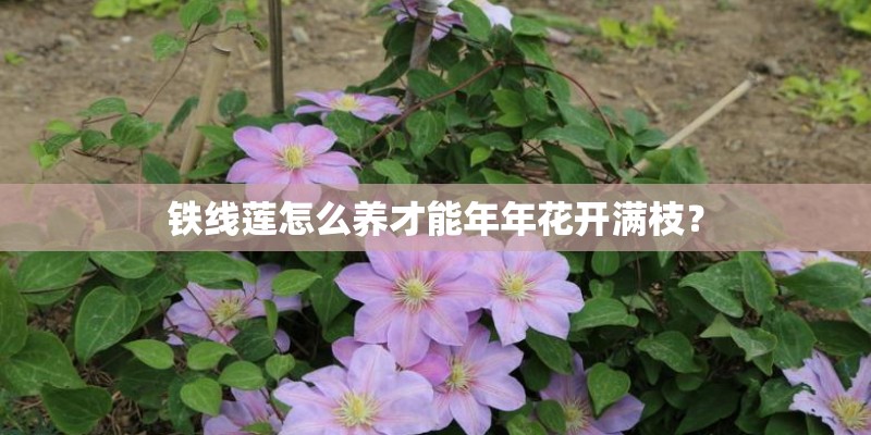 铁线莲怎么养才能年年花开满枝? 铁线莲怎么养才能年年花开满枝?
