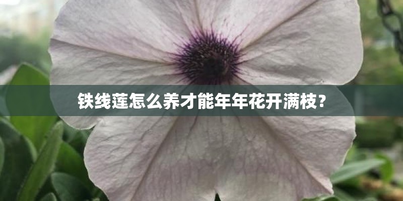 铁线莲怎么养才能年年花开满枝？