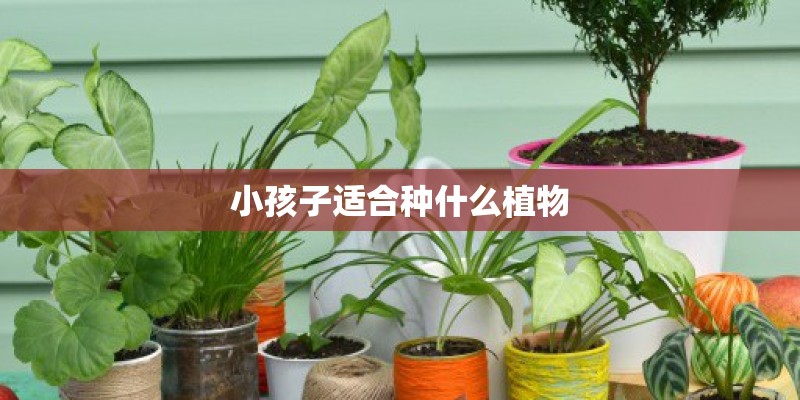 小孩子适合种什么植物 小孩子适合种什么植物