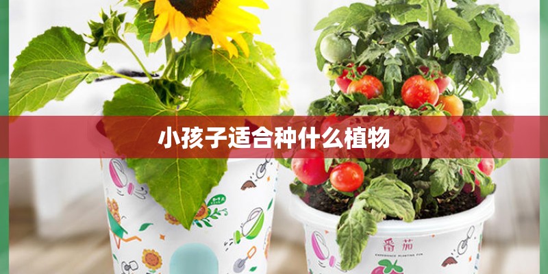 小孩子适合种什么植物