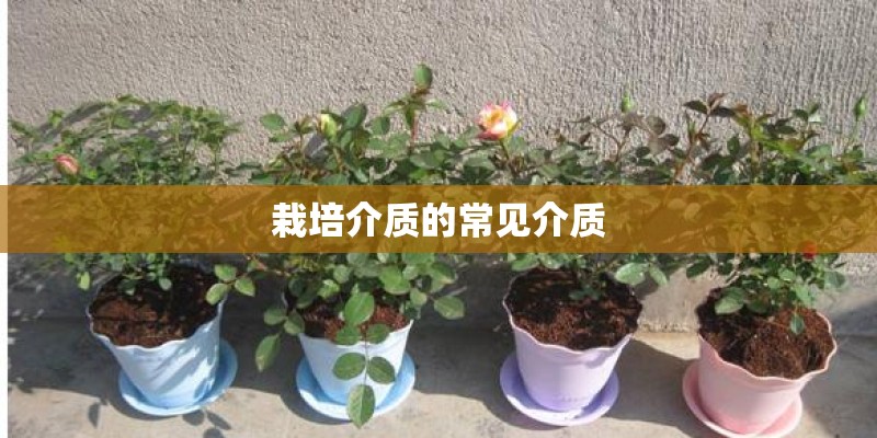 栽培介质的常见介质 栽培介质的常见介质