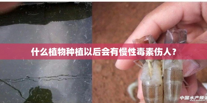 什么植物种植以后会有慢性毒素伤人？