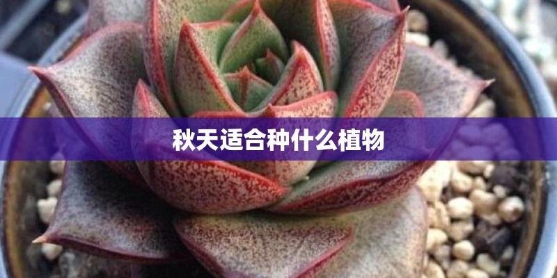 秋天适合种什么植物 秋天适合种什么植物