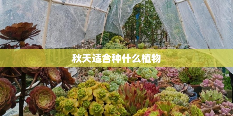 秋天适合种什么植物 秋天适合种什么植物