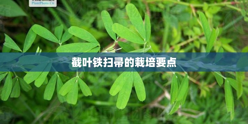 截叶铁扫帚的栽培要点