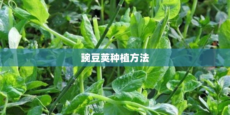 豌豆荚种植方法 豌豆荚种植方法