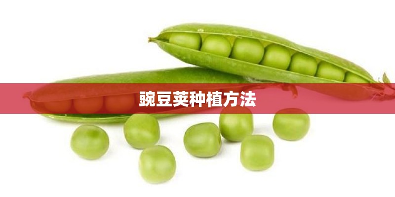 豌豆荚种植方法 豌豆荚种植方法