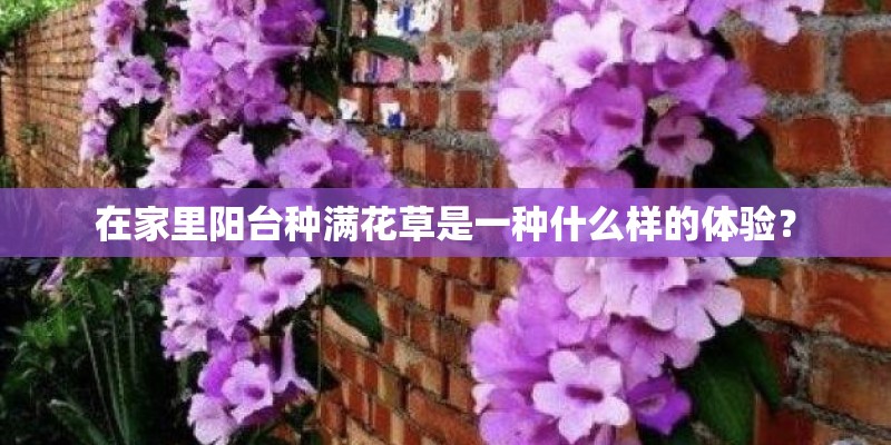 在家里阳台种满花草是一种什么样的体验? 在家里阳台种满花草是一种什么样的体验?