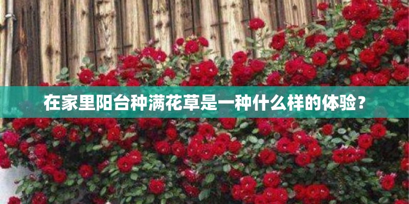 在家里阳台种满花草是一种什么样的体验？
