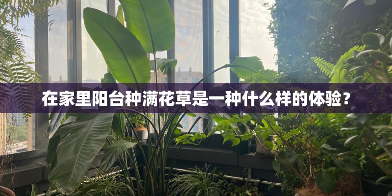 在家里阳台种满花草是一种什么样的体验? 在家里阳台种满花草是一种什么样的体验?