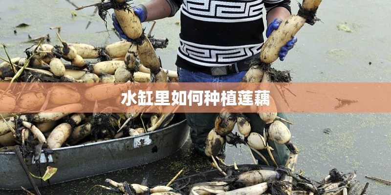 水缸里如何种植莲藕 水缸里如何种植莲藕