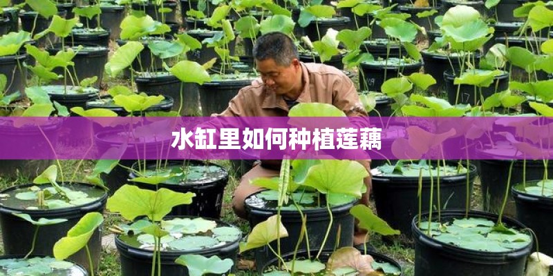 水缸里如何种植莲藕 水缸里如何种植莲藕