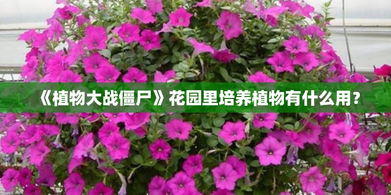 《植物大战僵尸》花园里培养植物有什么用? 《植物大战僵尸》花园里培养植物有什么用?