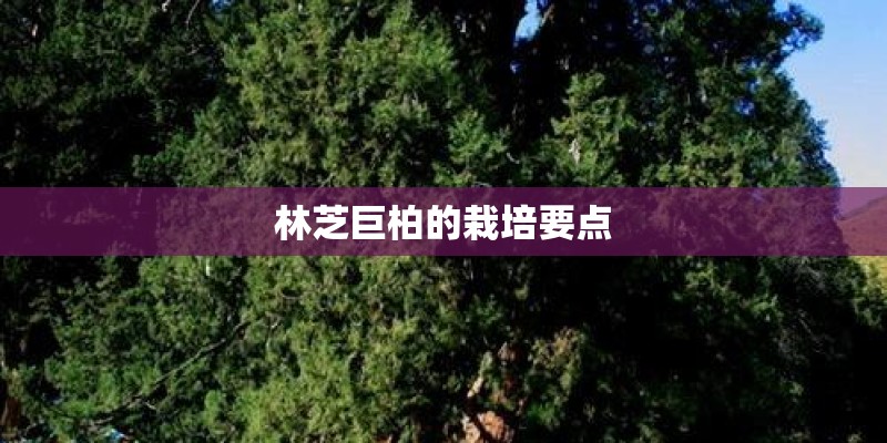 林芝巨柏的栽培要点