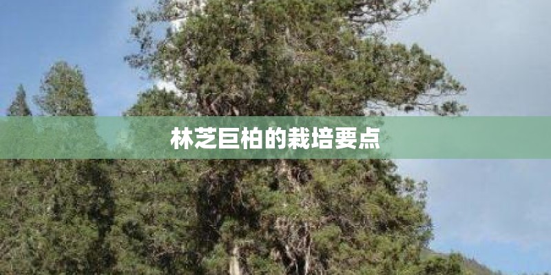 半枝莲种子怎么种 半枝莲种子怎么种