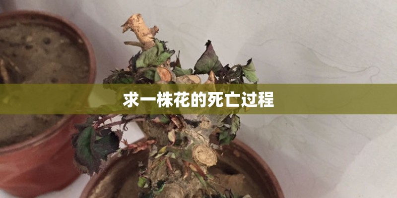 求一株花的死亡过程