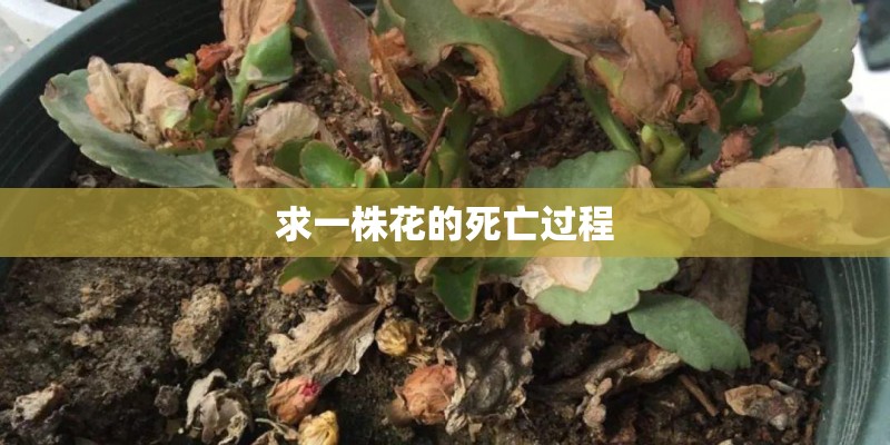 求一株花的死亡过程