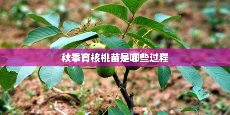 秋季育核桃苗是哪些过程