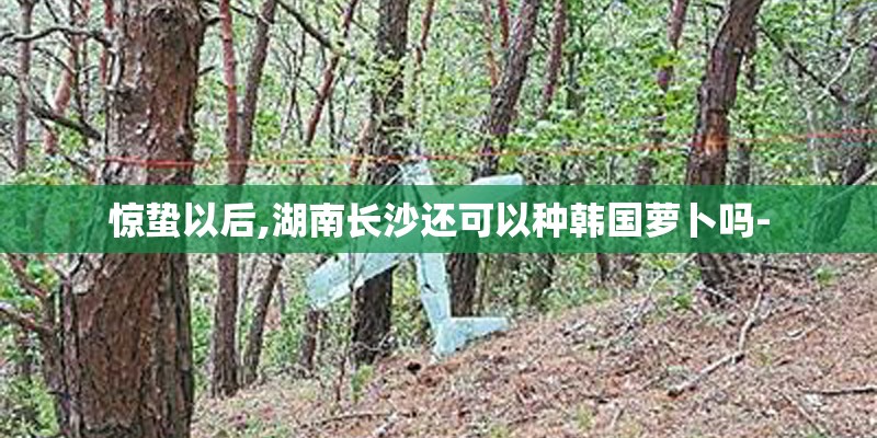 惊蛰以后,湖南长沙还可以种韩国萝卜吗- 惊蛰以后,湖南长沙还可以种韩国萝卜吗-