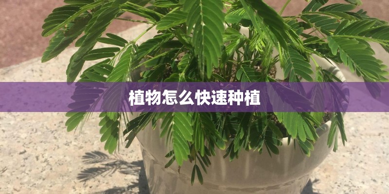 植物怎么快速种植