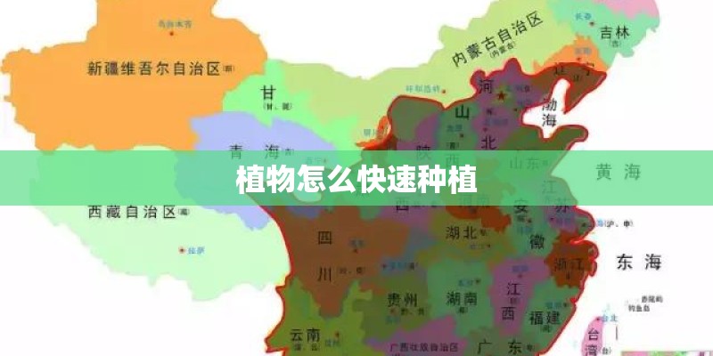 植物怎么快速种植