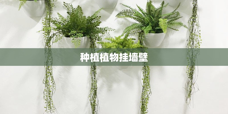 种植植物挂墙壁