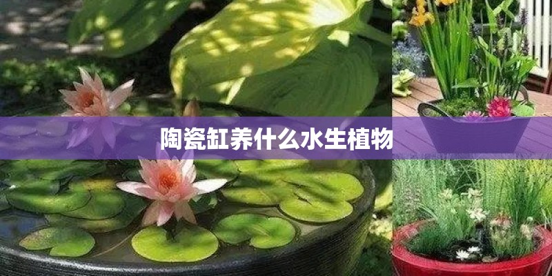 陶瓷缸养什么水生植物