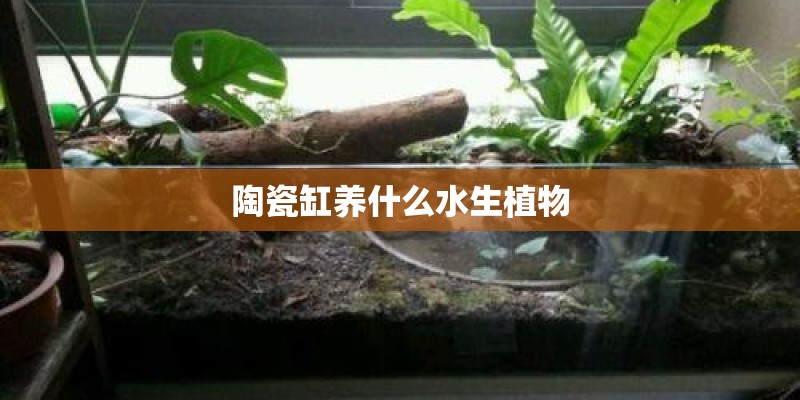 陶瓷缸养什么水生植物