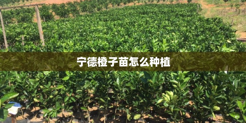 宁德橙子苗怎么种植 宁德橙子苗怎么种植