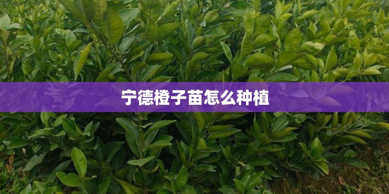 宁德橙子苗怎么种植 宁德橙子苗怎么种植