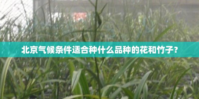北京气候条件适合种什么品种的花和竹子？