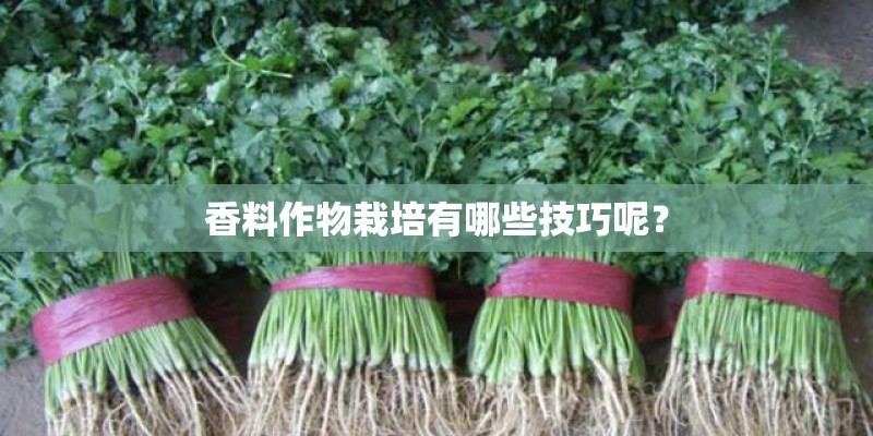 香料作物栽培有哪些技巧呢？