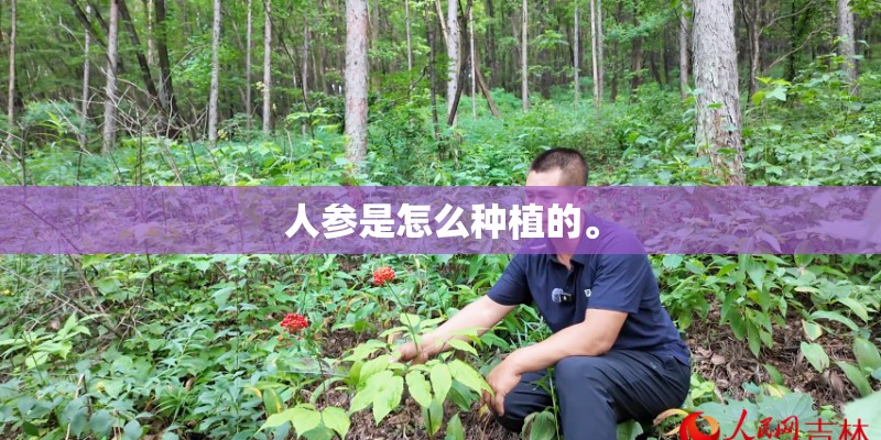 人参是怎么种植的。