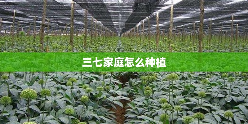 三七家庭怎么种植 三七家庭怎么种植