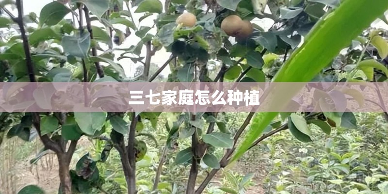 半枝莲种子怎么种 半枝莲种子怎么种