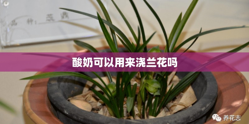 文旦是一种怎样的水果？