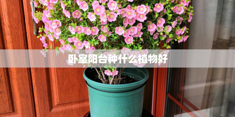 卧室阳台种什么植物好