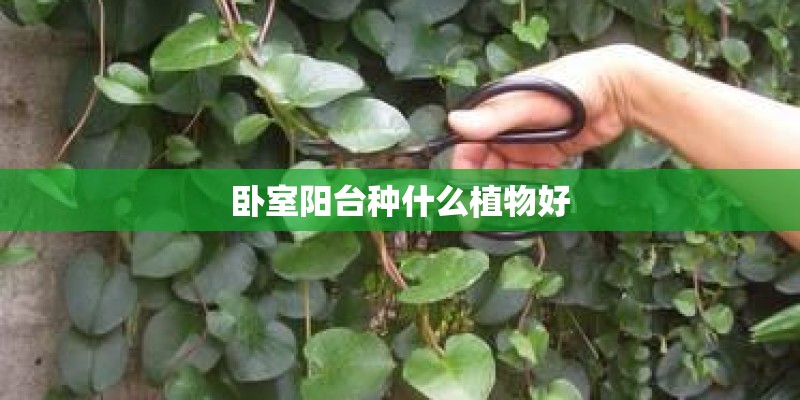 卧室阳台种什么植物好