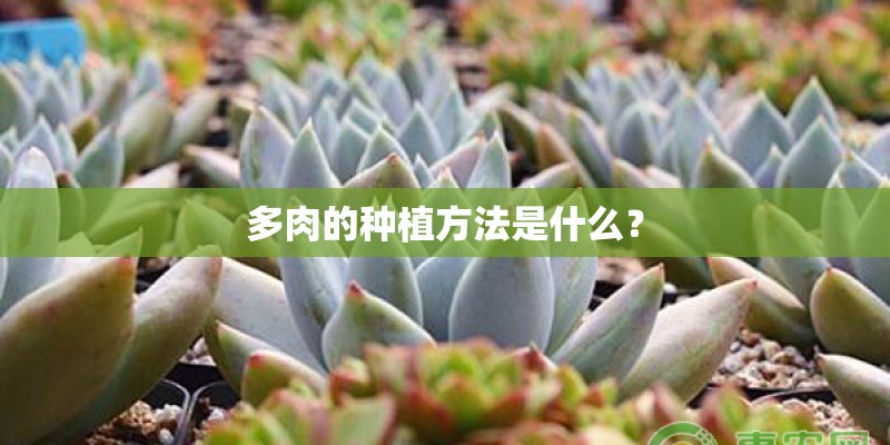 多肉的种植方法是什么？